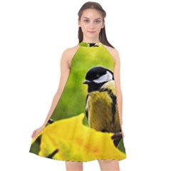 Tomtit Bird Dressed To The Season Halter Neckline Chiffon Dress  by FunnyCow