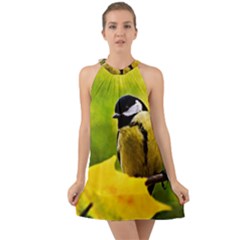 Tomtit Bird Dressed To The Season Halter Tie Back Chiffon Dress by FunnyCow