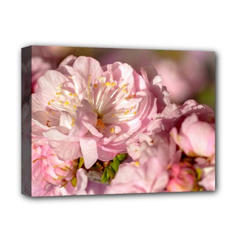 Beautiful Flowering Almond Deluxe Canvas 16  X 12   by FunnyCow