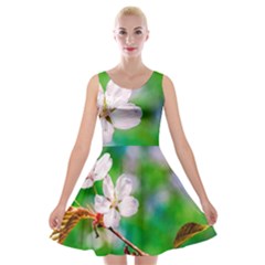 Sakura Flowers On Green Velvet Skater Dress by FunnyCow