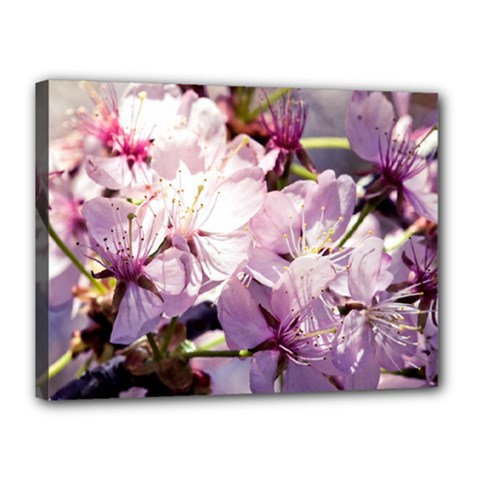 Sakura In The Shade Canvas 16  X 12  by FunnyCow