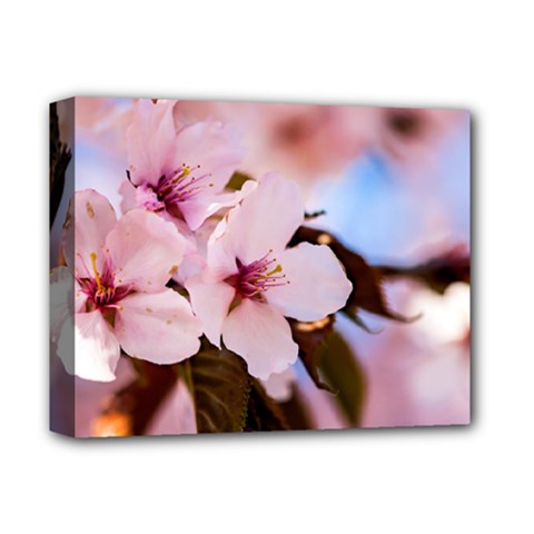 Three Sakura Flowers Deluxe Canvas 14  X 11  by FunnyCow