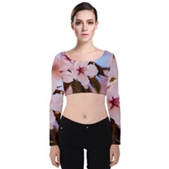 Three Sakura Flowers Velvet Crop Top by FunnyCow