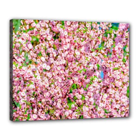 Almond Tree In Bloom Canvas 20  X 16  by FunnyCow