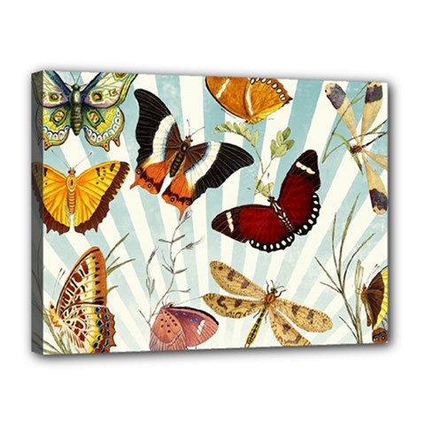 Butterfly 1064147 960 720 Canvas 16  X 12  (stretched) by vintage2030