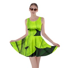 Window Of Opportunity Skater Dress by FunnyCow