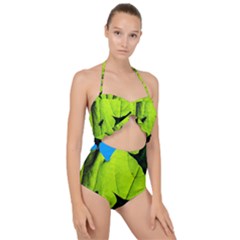 Window Of Opportunity Scallop Top Cut Out Swimsuit by FunnyCow