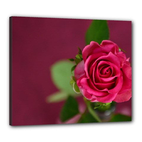 Rose 693152 1920 Canvas 24  X 20  (stretched) by vintage2030