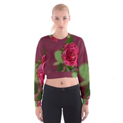 Rose 693152 1920 Cropped Sweatshirt