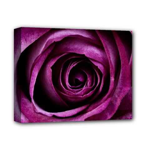 Plant Rose Flower Petals Nature Deluxe Canvas 14  X 11  (stretched) by Sapixe