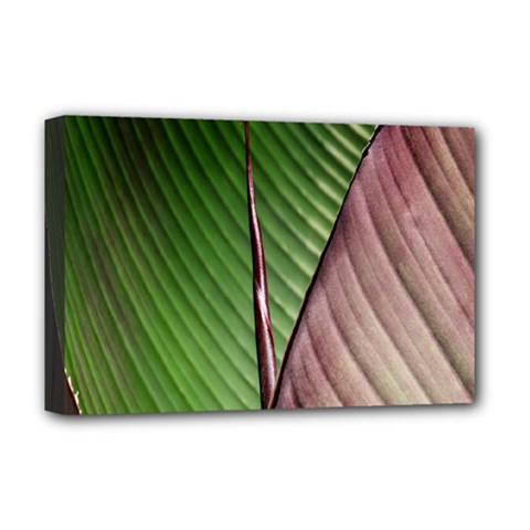 Leaf Banana Leaf Greenish Lines Deluxe Canvas 18  X 12  (stretched) by Sapixe