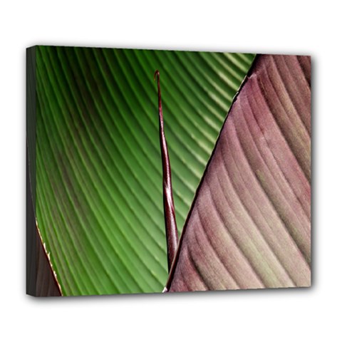 Leaf Banana Leaf Greenish Lines Deluxe Canvas 24  X 20  (stretched) by Sapixe