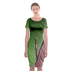 Leaf Banana Leaf Greenish Lines Classic Short Sleeve Midi Dress by Sapixe