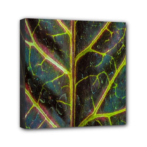 Leaf Abstract Nature Design Plant Mini Canvas 6  X 6  (stretched) by Sapixe