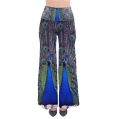 Peacock Bird Animals Pen Plumage So Vintage Palazzo Pants by Sapixe