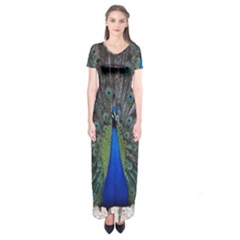 Peacock Bird Animals Pen Plumage Short Sleeve Maxi Dress by Sapixe