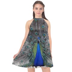 Peacock Bird Animals Pen Plumage Halter Neckline Chiffon Dress  by Sapixe