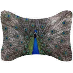 Peacock Bird Animals Pen Plumage Seat Head Rest Cushion