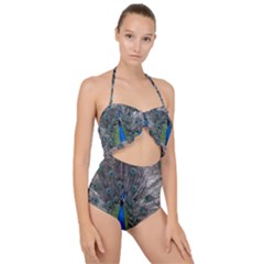 Peacock Bird Animals Pen Plumage Scallop Top Cut Out Swimsuit by Sapixe