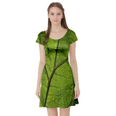 Butterbur Leaf Plant Veins Pattern Short Sleeve Skater Dress