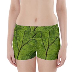 Butterbur Leaf Plant Veins Pattern Boyleg Bikini Wrap Bottoms by Sapixe