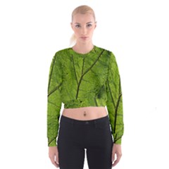 Butterbur Leaf Plant Veins Pattern Cropped Sweatshirt by Sapixe