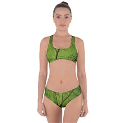 Butterbur Leaf Plant Veins Pattern Criss Cross Bikini Set by Sapixe