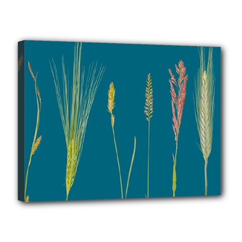 Grass Grasses Blade Of Grass Canvas 16  X 12  (stretched) by Nexatart