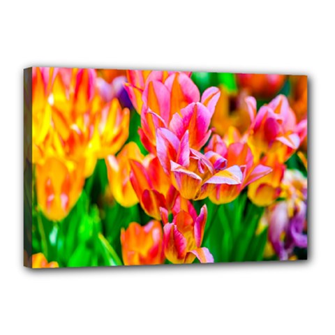 Blushing Tulip Flowers Canvas 18  X 12  (stretched) by FunnyCow