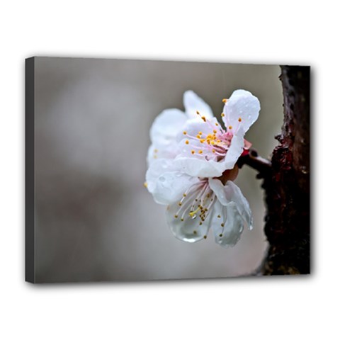 Rainy Day Of Hanami Season Canvas 16  X 12  (stretched) by FunnyCow