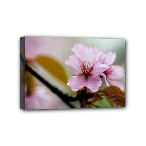 Soft Rains Of Spring Mini Canvas 6  X 4  (stretched) by FunnyCow