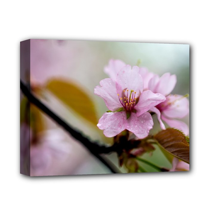 Soft Rains Of Spring Deluxe Canvas 14  x 11  (Stretched)