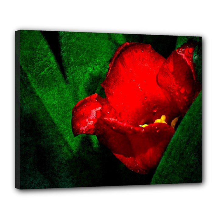 Red Tulip After The Shower Canvas 20  x 16  (Stretched)