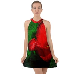 Red Tulip After The Shower Halter Tie Back Chiffon Dress by FunnyCow