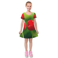 Three Red Tulips, Green Background Kids  Short Sleeve Velvet Dress by FunnyCow