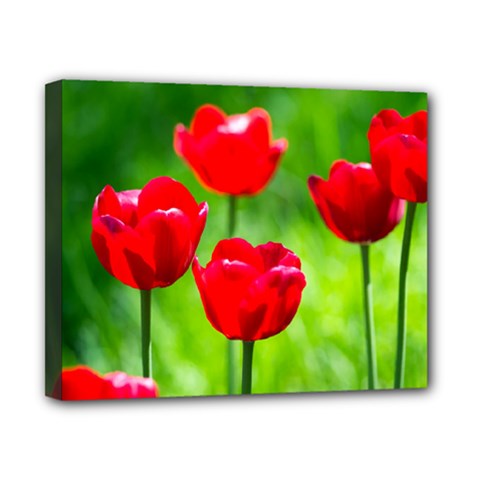 Red Tulip Flowers, Sunny Day Canvas 10  X 8  (stretched) by FunnyCow