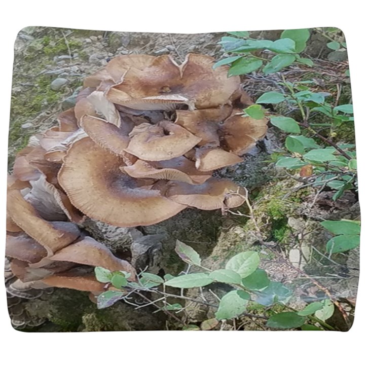 Abstract of Mushroom Seat Cushion