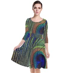 Peacock Feather Macro Peacock Bird Quarter Sleeve Waist Band Dress