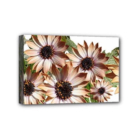 Sun Daisies Leaves Flowers Mini Canvas 6  X 4  (stretched) by Celenk