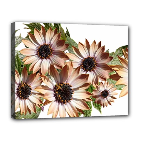 Sun Daisies Leaves Flowers Canvas 14  X 11  (stretched) by Celenk