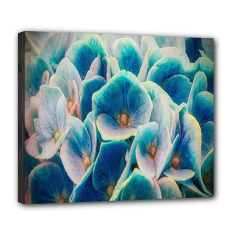 Hydrangeas Blossom Bloom Blue Deluxe Canvas 24  X 20  (stretched)