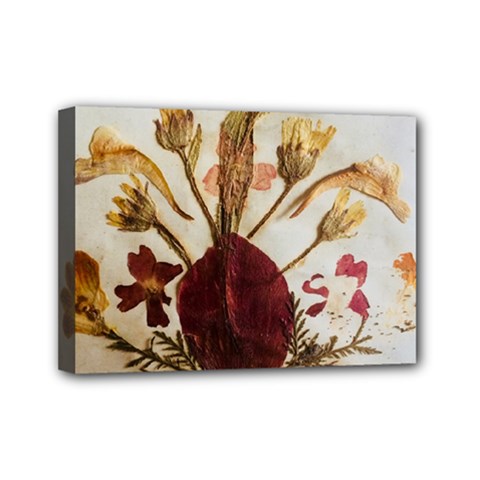 Holy Land Flowers 3 Mini Canvas 7  X 5  (stretched)