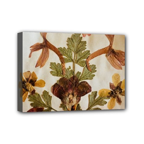 Holy Land Flowers 12 Mini Canvas 7  X 5  (stretched) by DeneWestUK