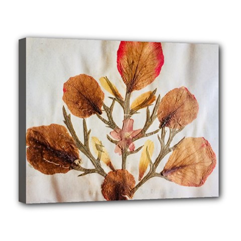 Holy Land Flowers 14 Canvas 14  X 11  (stretched) by DeneWestUK