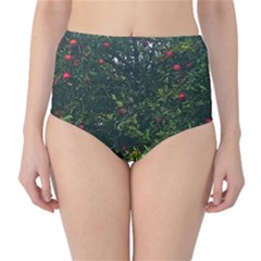 Apple Tree Close Up Classic High-waist Bikini Bottoms by bloomingvinedesign