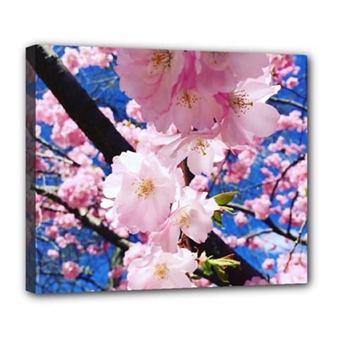 Flower Cherry Wood Tree Flowers Deluxe Canvas 24  X 20  (stretched) by Sapixe