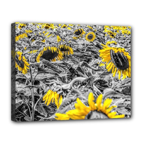 Sunflower Field Girasol Sunflower Canvas 14  X 11  (stretched) by Sapixe