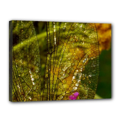 Dragonfly Dragonfly Wing Close Up Canvas 16  X 12  (stretched) by Sapixe