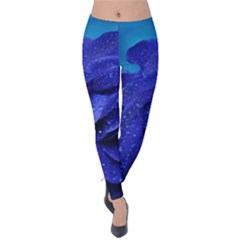 Beauty Bloom Blue 67636 Velvet Leggings