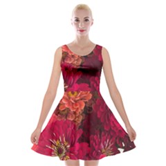 Peach And Pink Zinnias Velvet Skater Dress